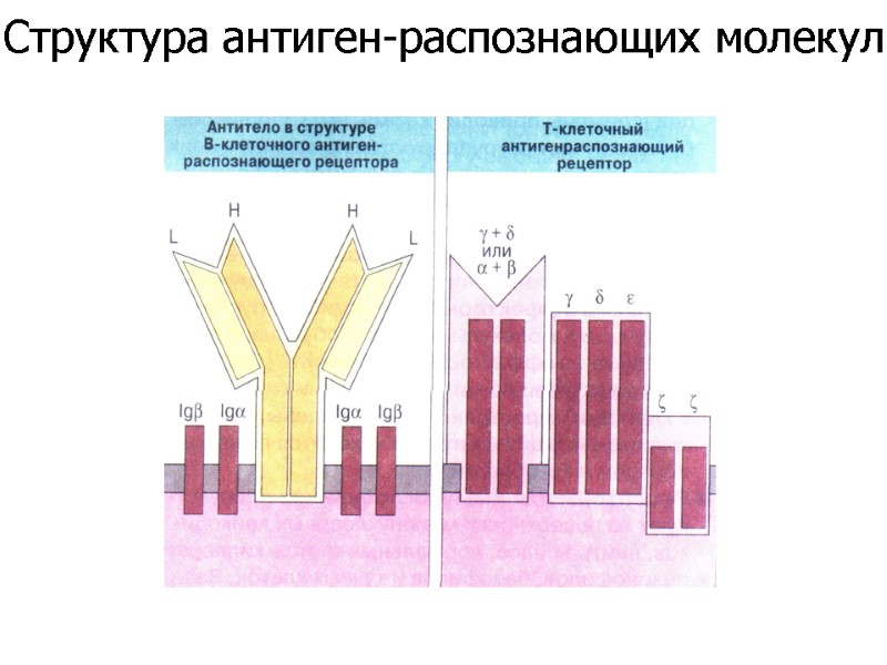 Структура антиген-распознающих молекул